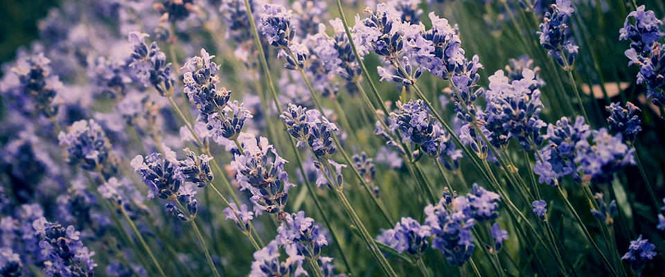 企业版软件的ddos攻击工具